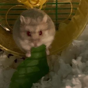 Meet your Posher, Kim